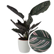 Calathea 'Ornata' + Cachep Branca